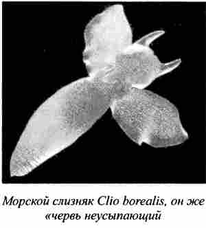 Морской слизняк Clio borealis, он же «червь неусыпающий»